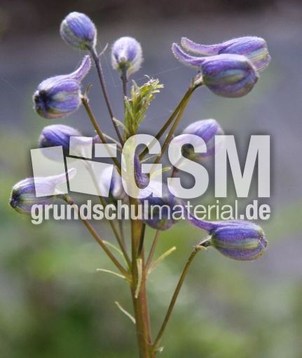 Rittersporn-004.jpg